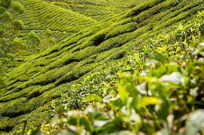 金葉子成了致富好路子 以茶葉種植加工振興鄉村